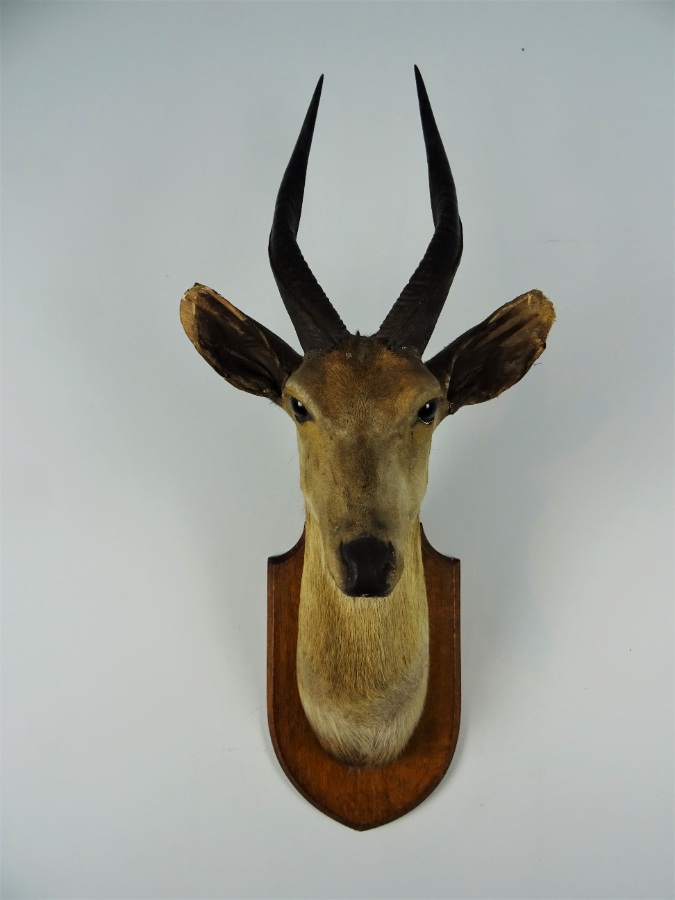 EDWARD GERRARD & SONS TAXIDERMY BUSHBUCK TROPHY HEAD